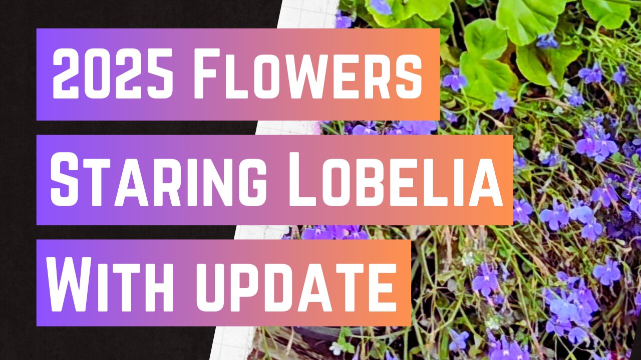 Starting some Lobelia Seeds with Update and small seed Haul