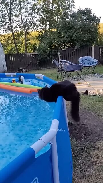 This Dog Is the Funniest Thing You'll See Today!"