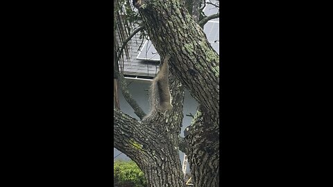 Funny Squirrel