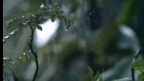 relaxing rain sound with beautiful nature