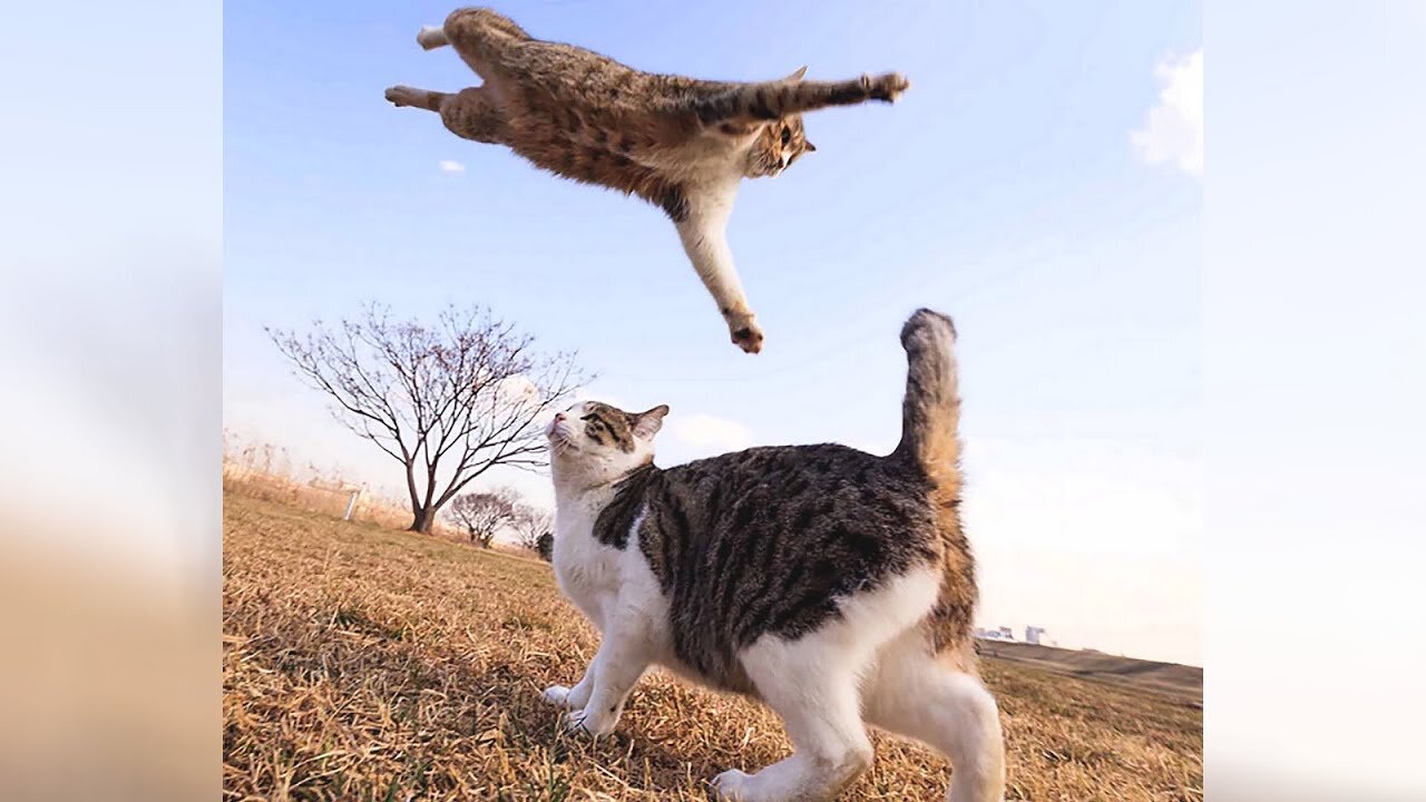 LAUGH REALLY HARD with these UNBELIEVABLY FUNNY CATS!