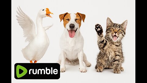 Goose Dog Cat Funny Faces