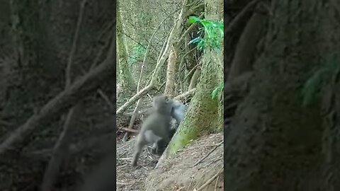 Wolf Cubs First Kill #shorts #funny #meme #dankmemes
