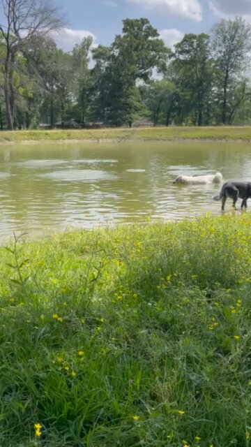 Pyrenees trying to catch catfish in the pond.