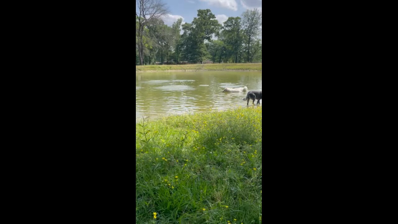 Pyrenees trying to catch catfish in the pond.