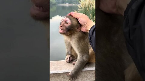 Admire the silly face of the baby monkey