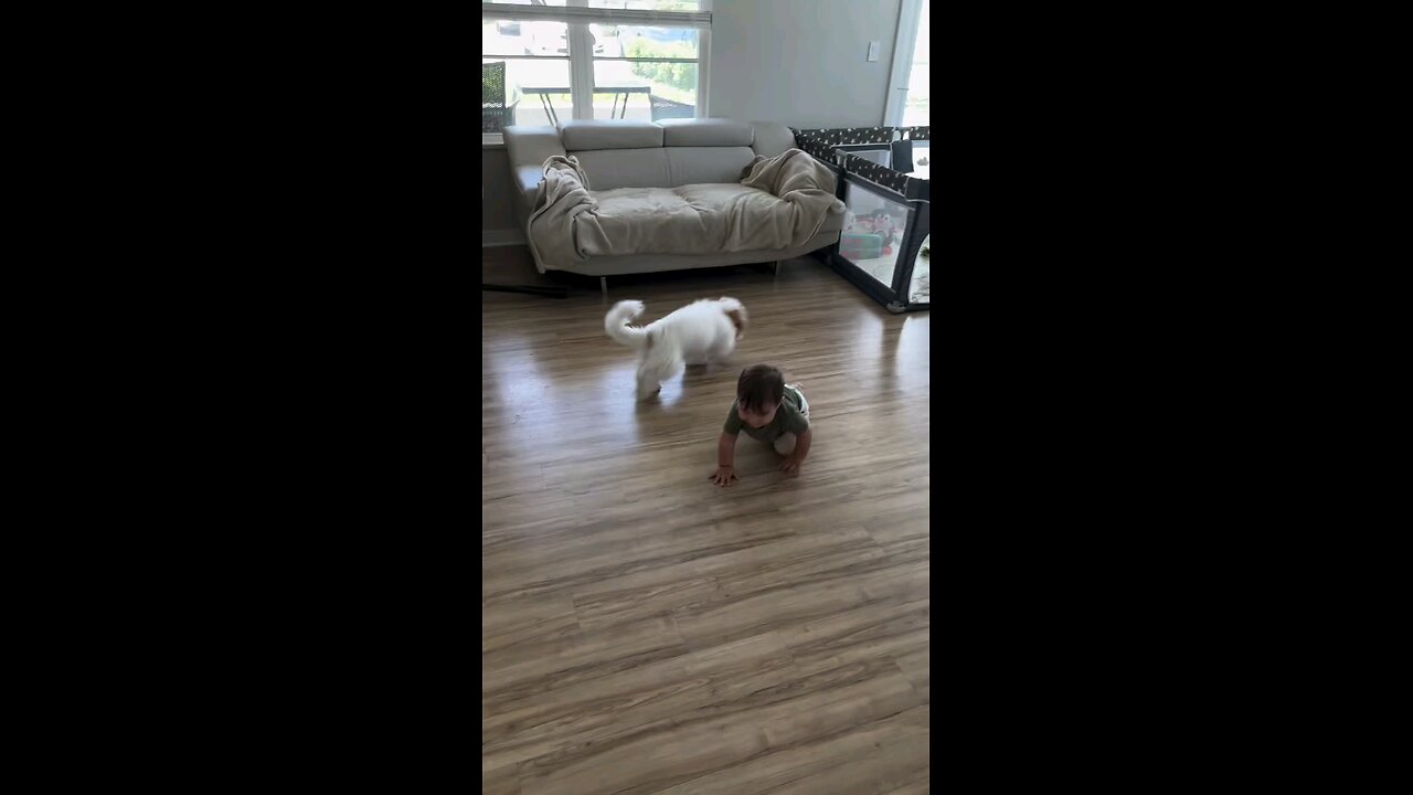 लवली विडिओ