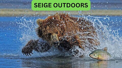 Katmai National Park Bear Feeding Live Stream!