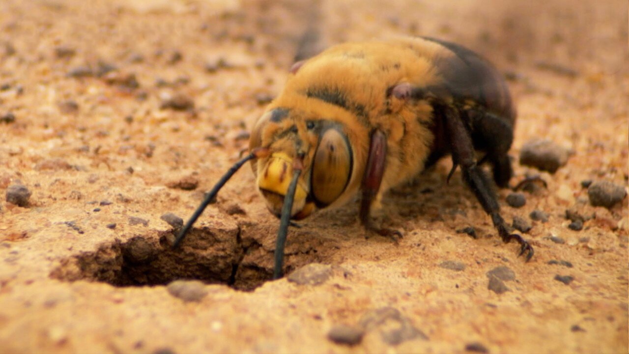 Nature's Most Violent Mating Ritual | Natural Born Rebels