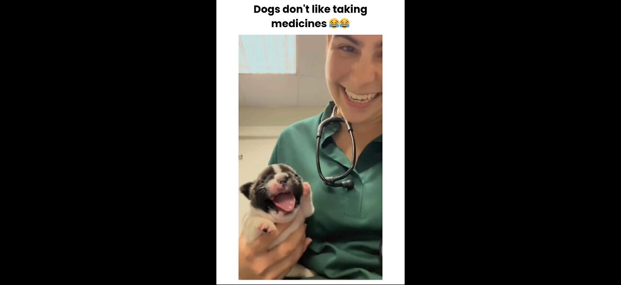 Dogs vs Meds: The Ultimate Betrayal
