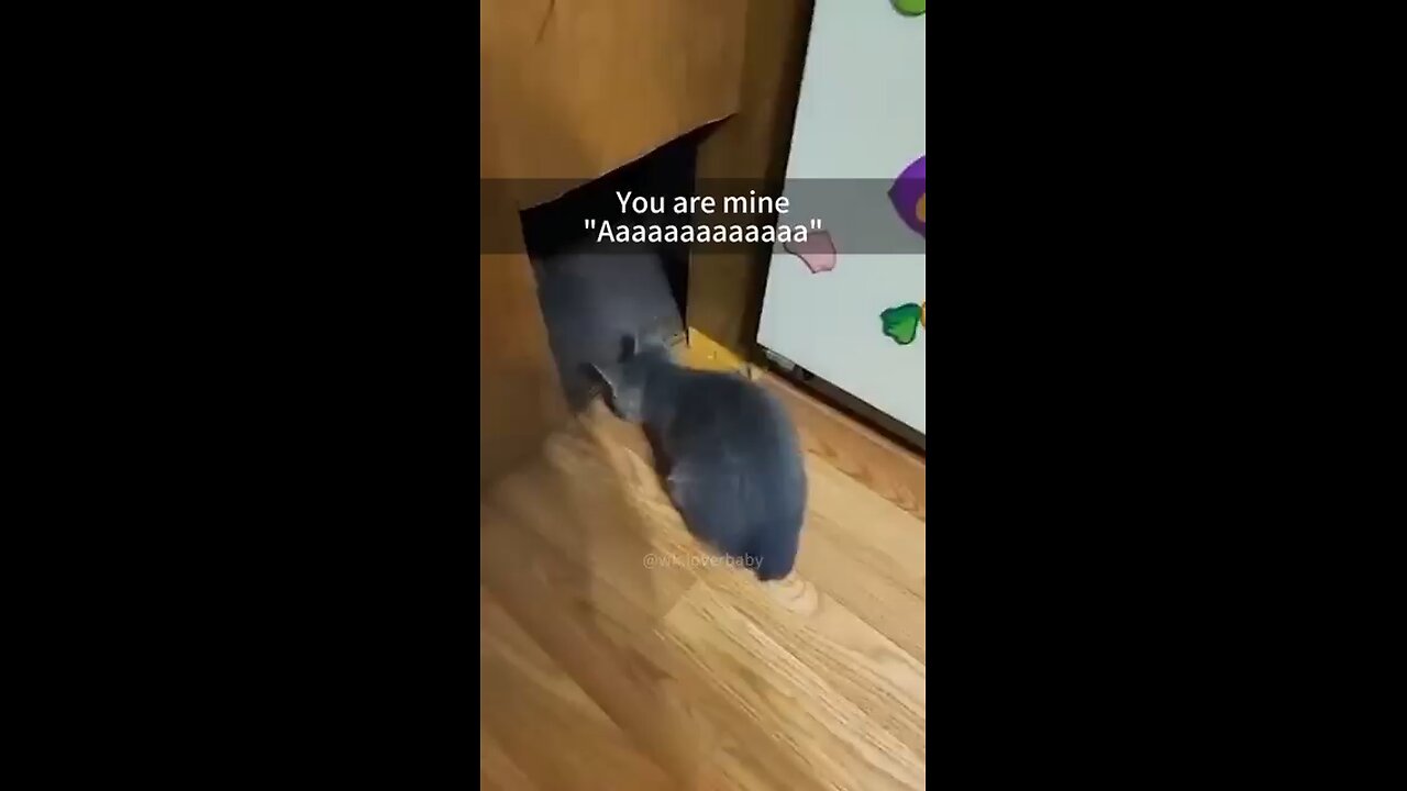 funniest videos u can see today