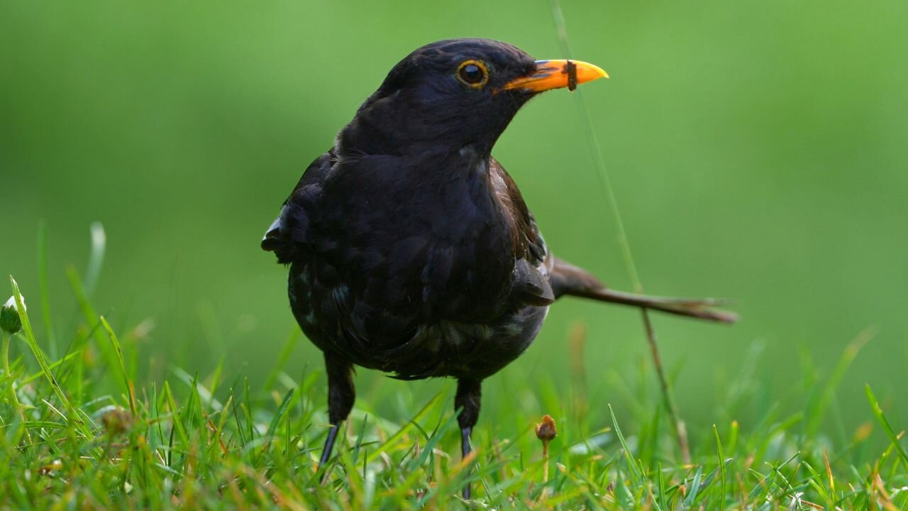 Male Blackbird Eating Oats on Grass