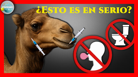 TRADICIONES ABSURDAS | Camellos con bótox y otras locuras que SÍ pasan