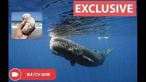 Sperm Whale, Source Of Ambergris. The Last Image Is Of Actual Ambergris.