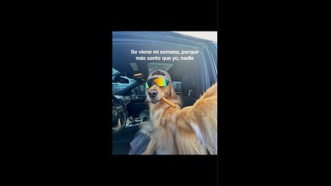 jaja