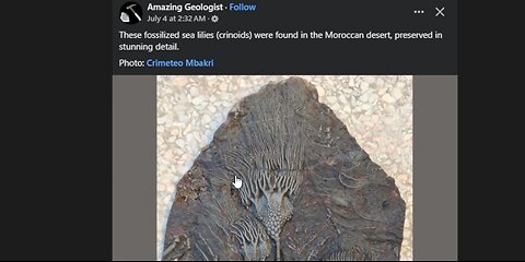 Sea Lilly Fossils