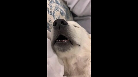 Funniest Cats and Dogs Clip 😼🐶Try Not To Laugh
