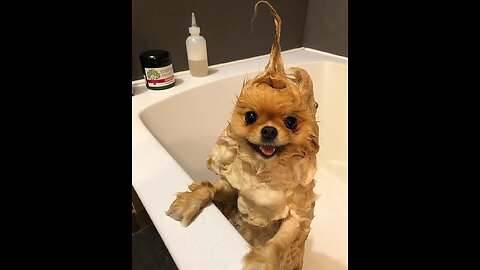 Funniest Animal Video Part 1