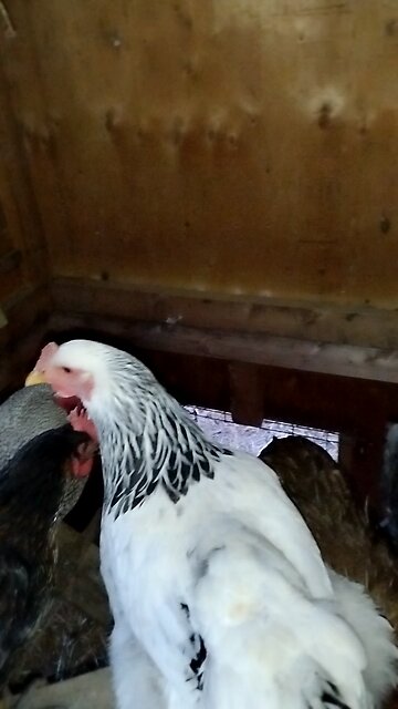 Chicken 🐔 coop inside