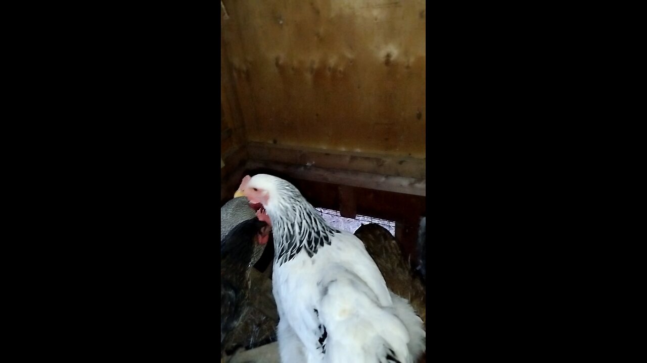 Chicken 🐔 coop inside