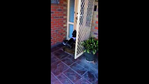 doggy reaction was a whols hapiness meeting grandma and grandpa after a long time