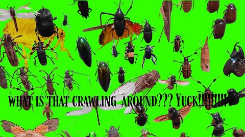 WHAT IS THAT CRAWLING AROUND??!!!!!