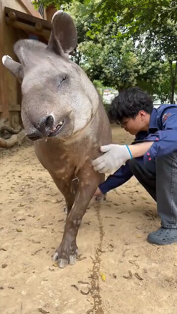 Animal crossing laughing