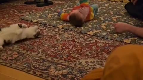 😂🐱 You Won't Believe This Cat Teaching Baby to Roll Over! | FunFM