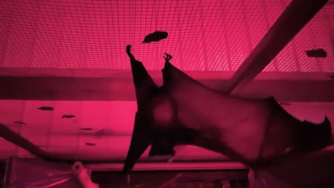 🤯✨ Bat Stretching Wings to Intimidate & Eats Melon! | FeedMyCuriosity