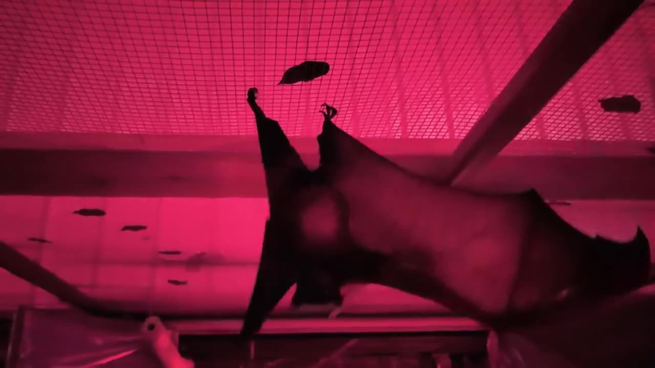 🤯✨ Bat Stretching Wings to Intimidate & Eats Melon! | FeedMyCuriosity