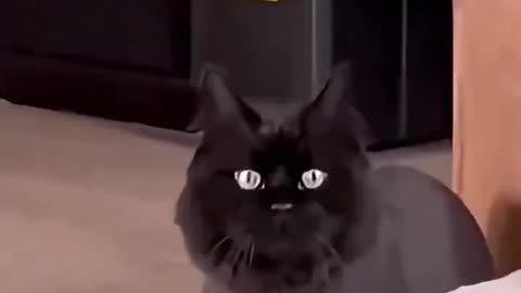 Darn! I've pronounce "Come here" wrong in catish my entire life! Ma-ÄH!