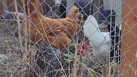 😂🐔 Chicken Voice Actor: You Won't Believe This! | FunFM