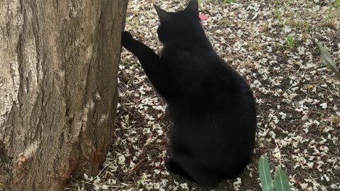 Beautiful black cat sharpens its claws on the tree bark