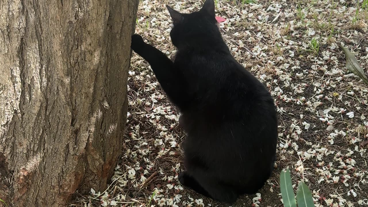Beautiful black cat sharpens its claws on the tree bark