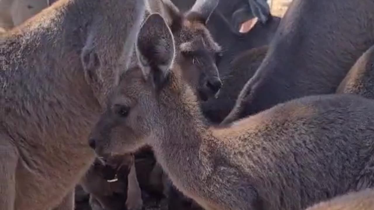 Kangaroo diaries in Australia 🇦🇺