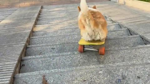 Dog challenges skateboard down stairs