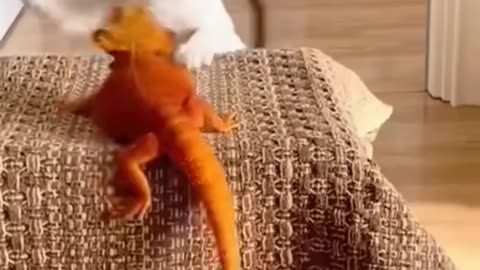 Funny cat master