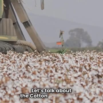 Cotton’s True Price: What You Didn’t Know About Your Clothes