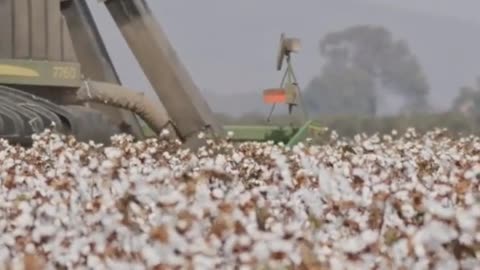 Cotton’s True Price: What You Didn’t Know About Your Clothes