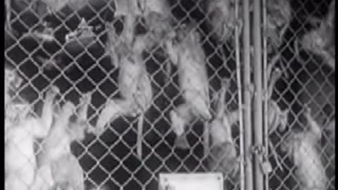 Cancer and AIDS in early vaccines