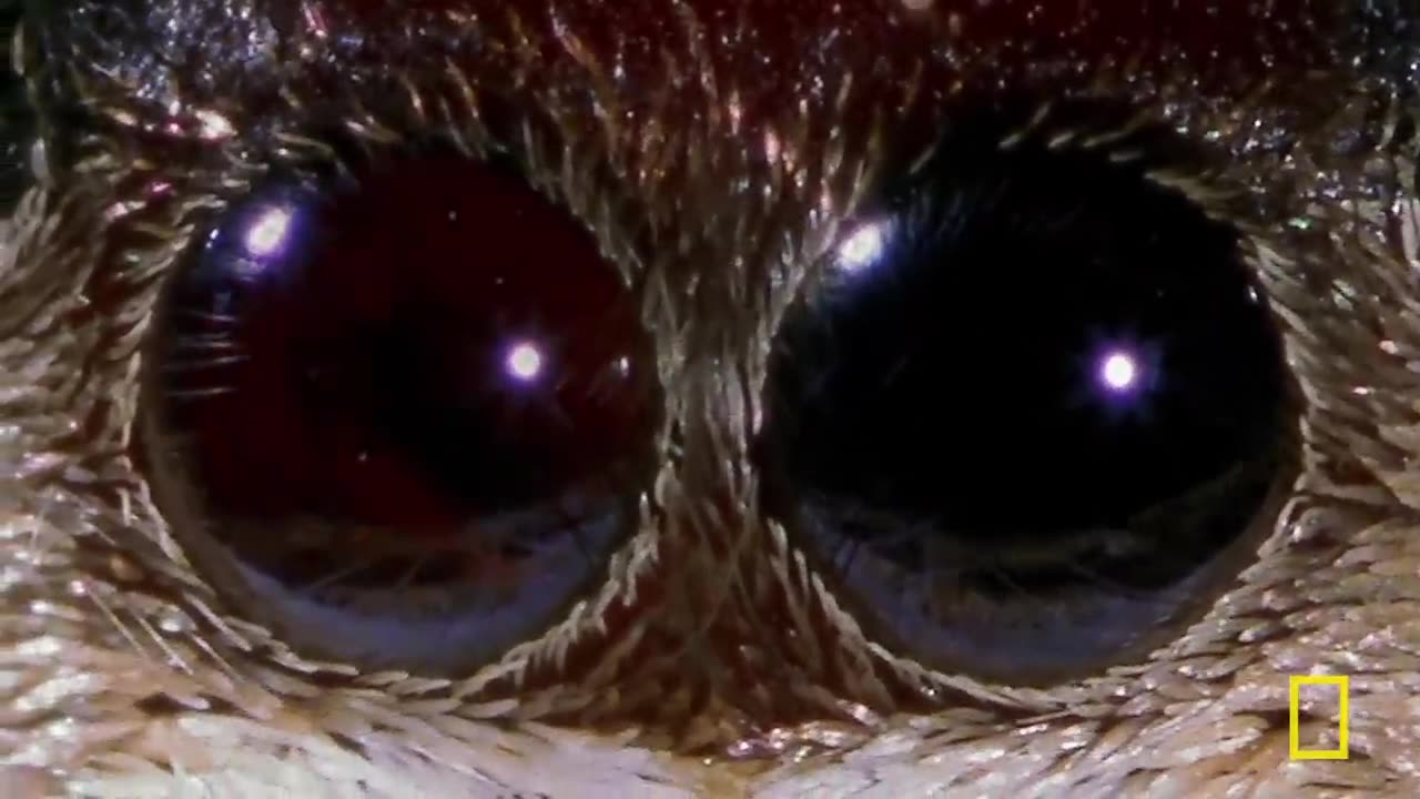World's Deadliest MEGA EPISODE Season 1 Full Episodes Nat Geo Wild A9E