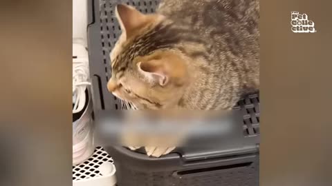 hilarious-cat-videos----funniest-cats-ever