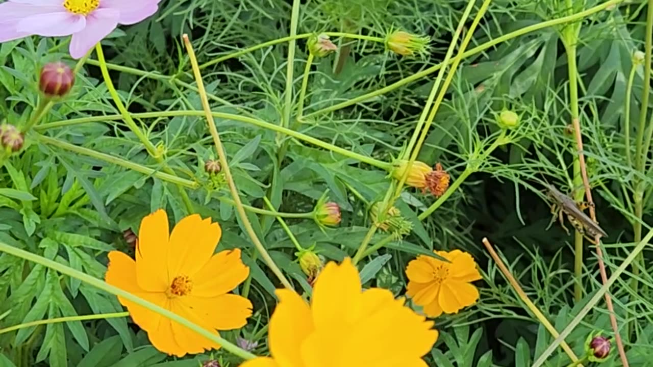 Grasshopper making a big move in a hairy scene