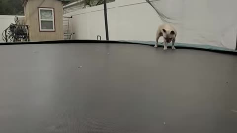 Dog Jumping on a Trampoline