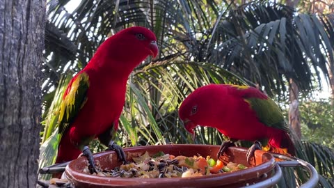 My cute parrot is dancing
