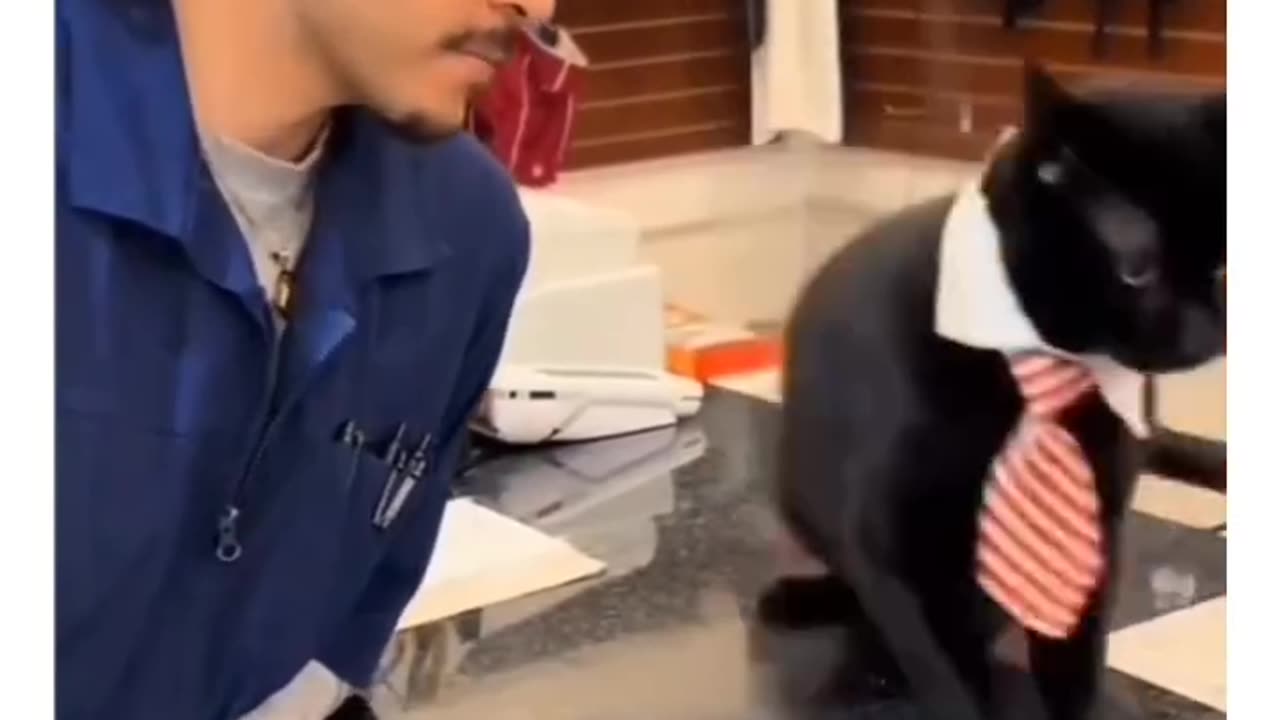 Funny animals videos