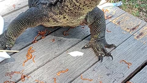Semiwild Varanus Salvator Eats Chicken Pasta