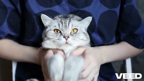 Funniest Cat Moments 😹