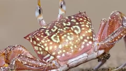HD crab