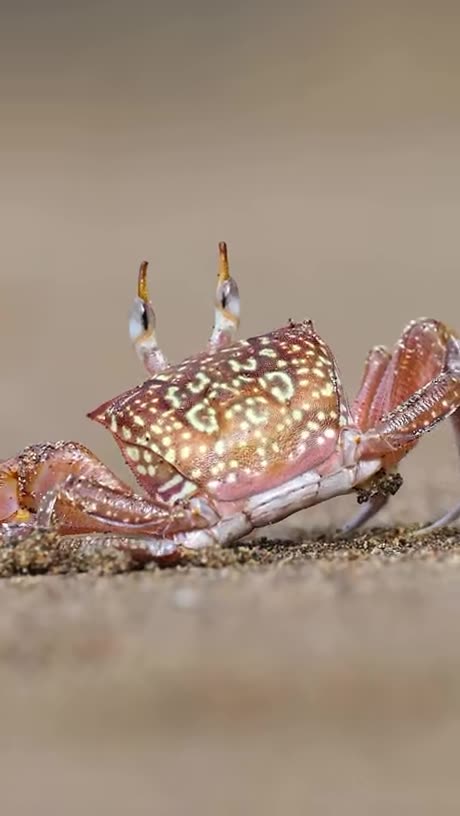 HD crab